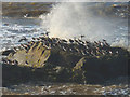 SD4061 : Oystercatchers get an early bath by Karl and Ali