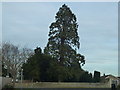 TF1310 : Large fir tree in the churchyard, Market Deeping by Richard Humphrey