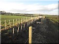 NU1031 : Newly planted hedge by Graham Robson