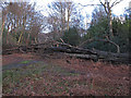 TL4400 : Fallen tree blocks ride by Roger Jones