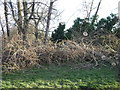 SP2965 : Fallen poplars, Emscote Gardens, Warwick  by Robin Stott