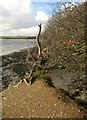 SX4460 : Tree on promontory, Warleigh Wood by Derek Harper