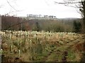 NT9157 : Newly planted trees in Hagg Wood by Graham Robson