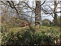 SX9291 : Fallen tree at Devon County Hall, Exeter by David Smith