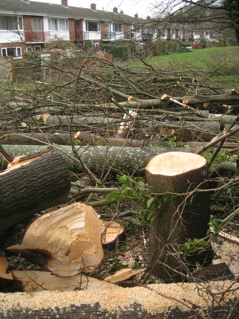 Fallen poplars, Emscote Gardens, Warwick