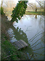 SP2965 : Leaning poplars, River Avon by Emscote Gardens, Warwick 2014, February 19, 16:30 by Robin Stott