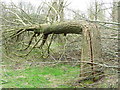 TM2853 : Broken Tree by Keith Evans