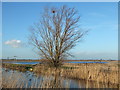 TL5567 : Willow on the bank of Reach Lode by Richard Humphrey