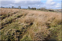  : Common land near Towerhill Farm by Philip Halling