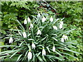 TF0119 : Snowdrop (Galanthus nivalis)  by Bob Harvey