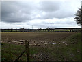 TG2504 : Fields near St Wandregesilius Church by Geographer