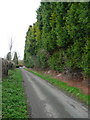 TL1432 : Tall hedge, Burge End Lane, Pirton by Humphrey Bolton