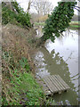 SP2965 : Leaning poplars, River Avon by Emscote Gardens, Warwick 2014, February 28, 14:34 by Robin Stott