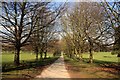 SK5339 : Tree-lined avenue in Wollaton Park by Graham Hogg