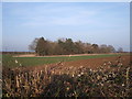 SP2103 : Copse, plough and hedgerow near Southrop by Vieve Forward