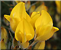 NJ3065 : Whin (Ulex europaeus) by Anne Burgess