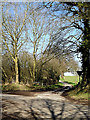 TM3693 : Litchmere Lane, Ellingham by Geographer