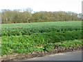 TM3185 : Oilseed rape crop by Bush Meadow by Evelyn Simak