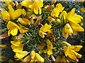 TA0015 : Gorse by David Wright