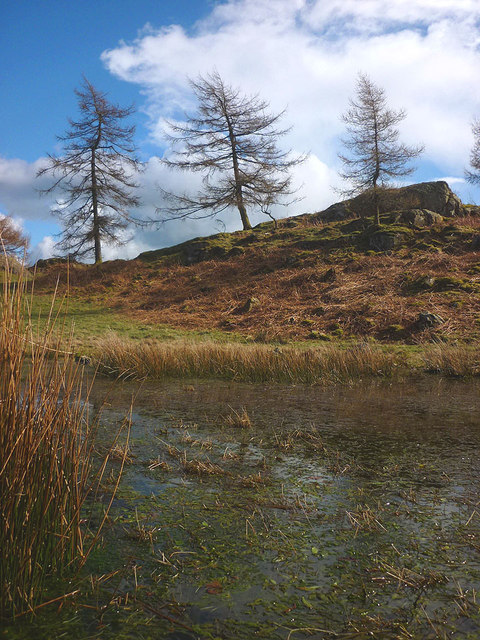 Larches above a tarn, Batemanfold Allotment