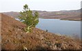 NH4236 : Holly tree on moorland, above Loch Neaty by Craig Wallace