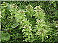 NT2469 : Giant Butterbur [Petasites japonicus] by M J Richardson