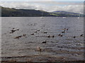 SH9235 : Bala: ducks on the northern shore of the lake by Chris Downer