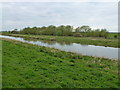 TL4784 : Copse on The Ouse Washes by Richard Humphrey