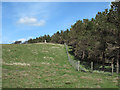 NZ0906 : Western Edge of Crumma Plantation by Trevor Littlewood