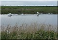 TL4785 : We have lift off - The Ouse Washes near Welches Dam by Richard Humphrey