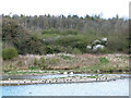 NZ3356 : Wader Lake and Heronry, Washington Wetland Centre by Oliver Dixon