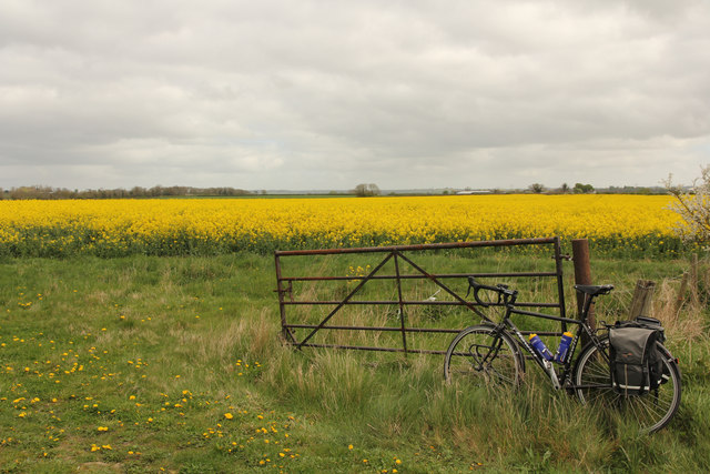 Oilseed rape