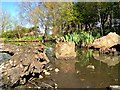 SD4314 : WWT Wetland Centre at Martin Mere by David Dixon