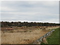 NH7445 : Grazing ponies at Culloden by Douglas Nelson