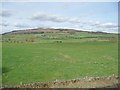 SD9453 : Pasture in the Aire valley, east of Dannow Croft by Christine Johnstone