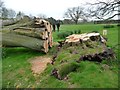 SE8933 : Uprooted tree, Hotham Hall by Christine Johnstone