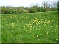 TQ4463 : Cowslips alongside the London LOOP by Marathon