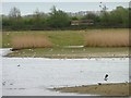 SE8833 : North Cave Wetlands Nature Reserve [13] by Christine Johnstone