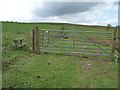 NY2333 : Redundant stile in a new hedge, above Park Wood by Christine Johnstone