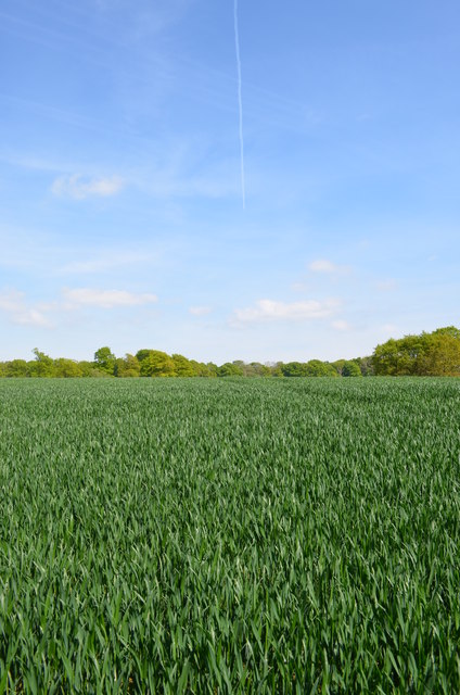 Crop field and contrail