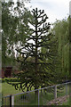 SE8303 : Monkey Puzzle Tree near Blacks Farm by J.Hannan-Briggs