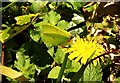 SX7272 : Brimstone, Grey Park Wood by Derek Harper