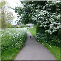 SK4934 : Hawthorn and cow parsley by David Lally