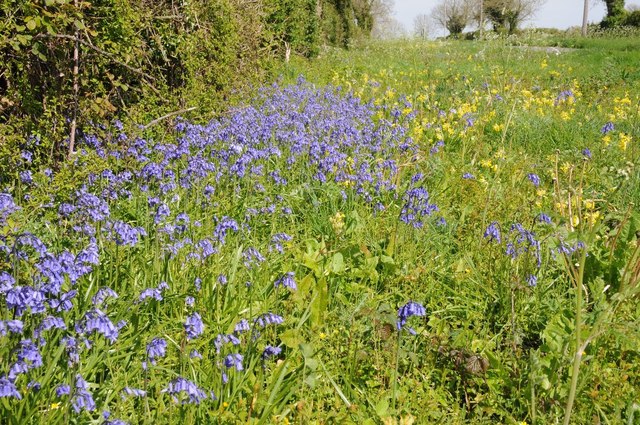 Bluebells and cowslips