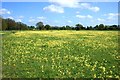 SU8581 : Cowslips, Maidenhead Thicket by Des Blenkinsopp