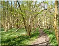 SU8583 : Path in Gouldings Wood by Des Blenkinsopp