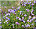 J4882 : Spring Squill, Bangor by Rossographer