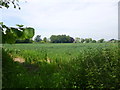 SU9205 : Aldingbourne, cornfield by Mike Faherty