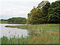 SJ7580 : Melchett Mere, Tatton Park by David Dixon