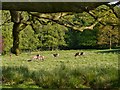 SJ7579 : Tatton Deer Park, Group of Red Deer by David Dixon